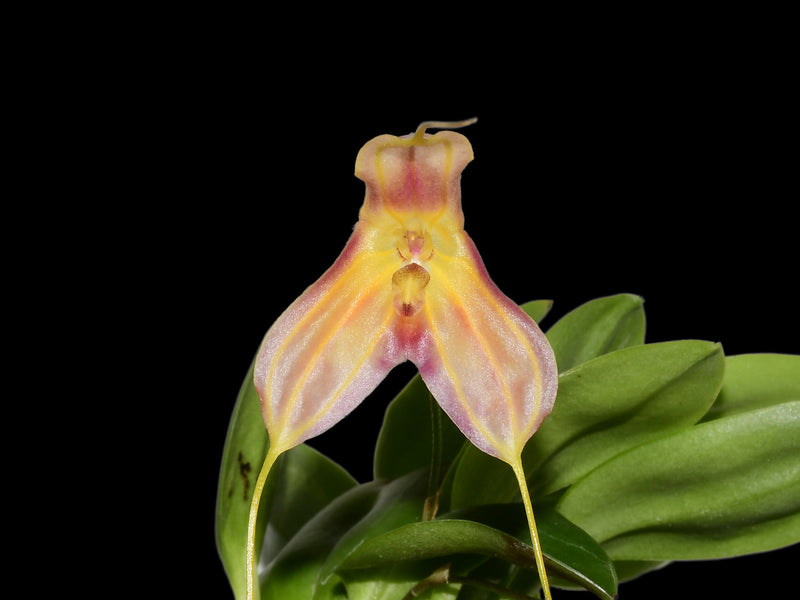 Masdevallia Analee Boyett