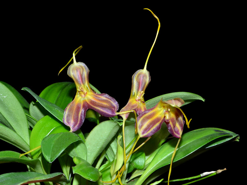 Masdevallia Analee Boyett