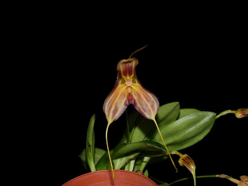 Masdevallia Analee Boyett