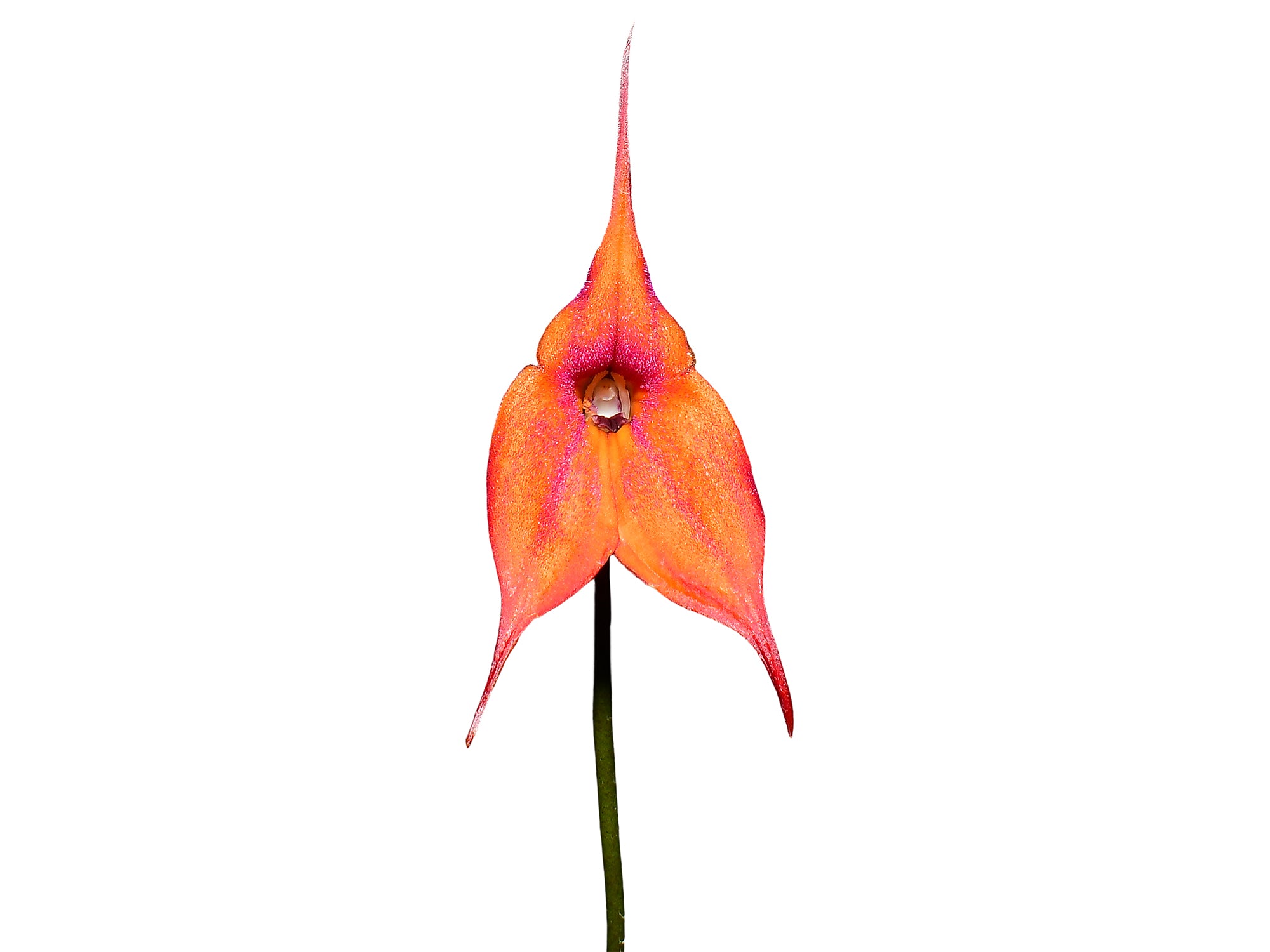 Masdevallia Andean Angel