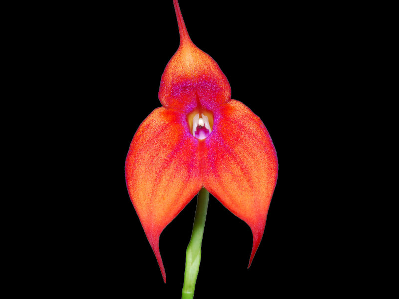 Masdevallia Andean Angel