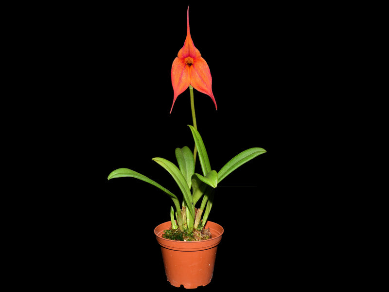Masdevallia Andean Angel