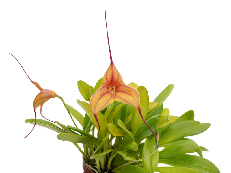 Masdevallia Andean Heart