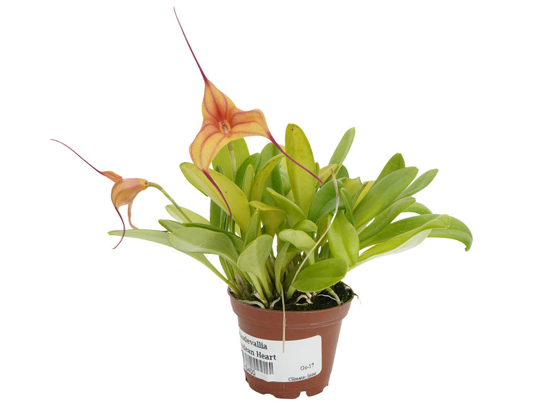 Masdevallia Andean Heart