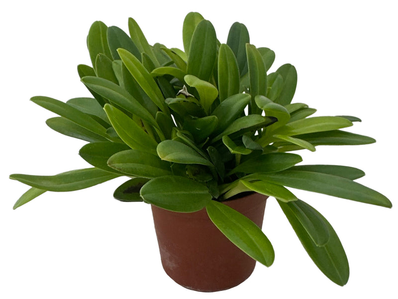 Masdevallia Andean Heart