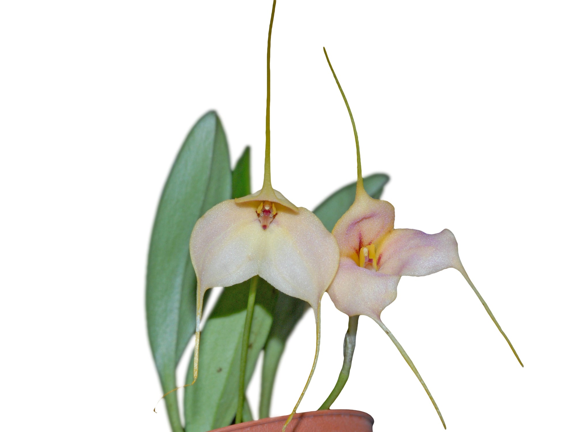 Masdevallia Andean Peach
