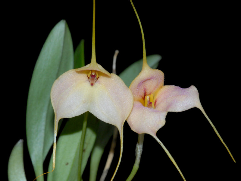 Masdevallia Andean Peach