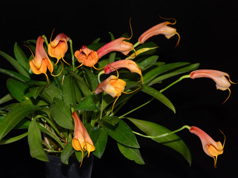 Masdevallia Andina