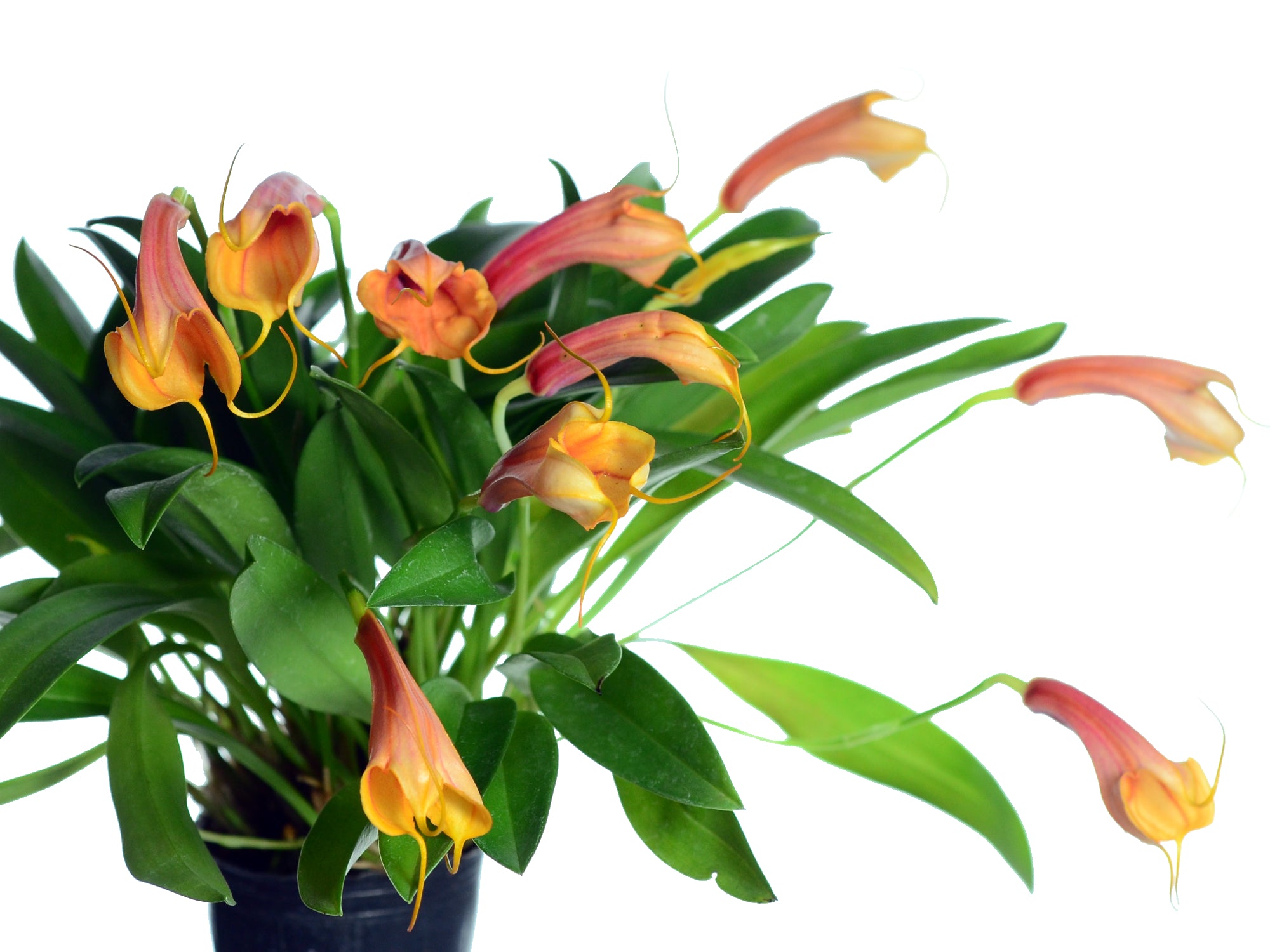 Masdevallia Andina