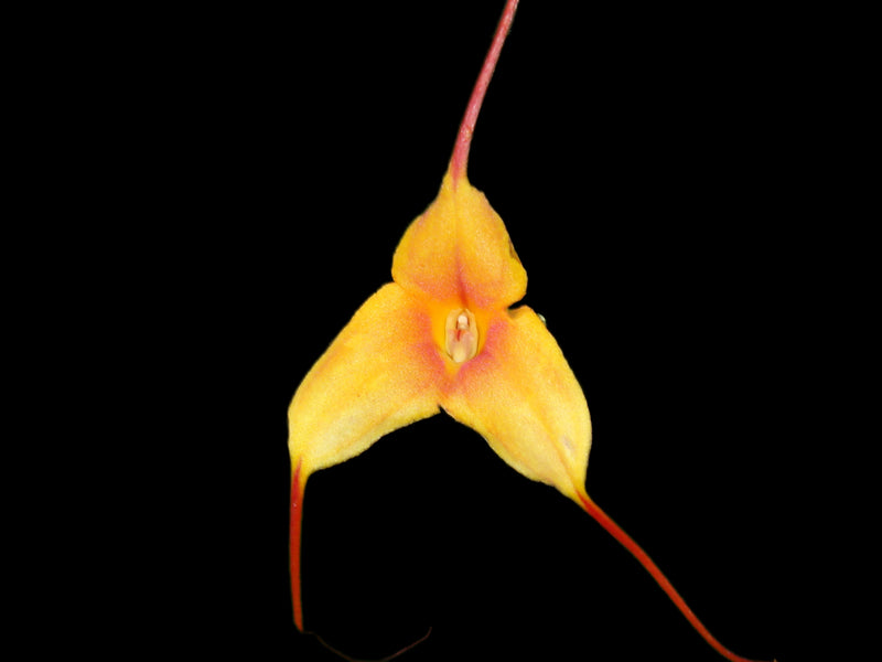 Masdevallia Angel Candy