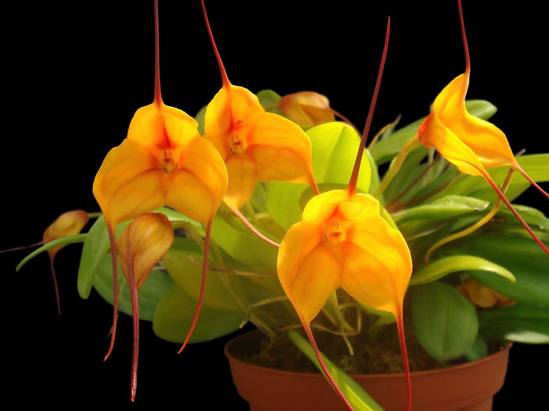 Masdevallia Angel Candy