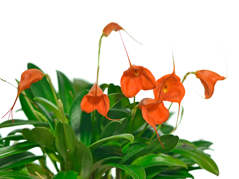 Masdevallia Ann Jesup 'Margarite'