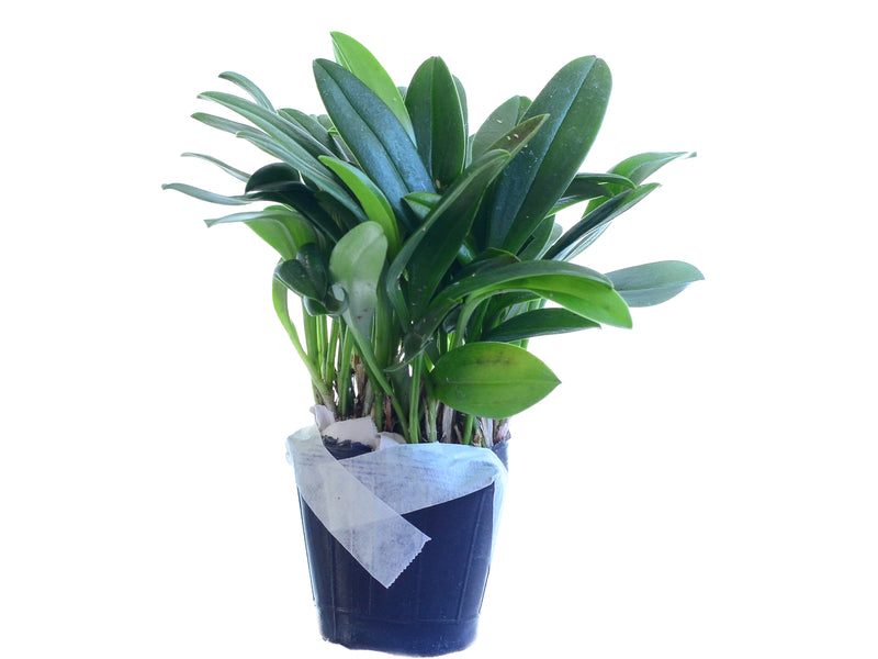 Masdevallia Ann Jesup 'Margarite'