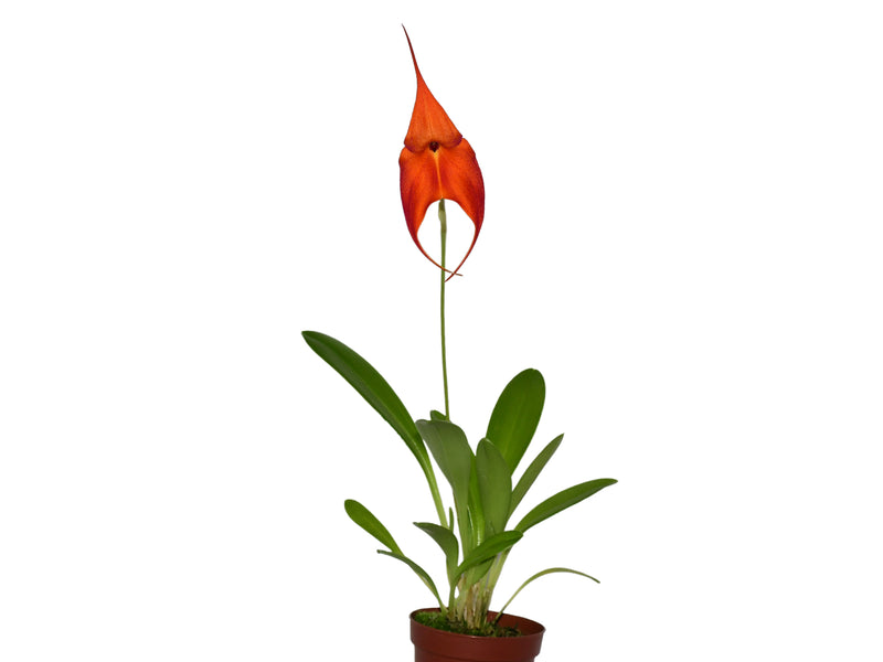 Masdevallia Anna Chai x Masdevallia veitchiana