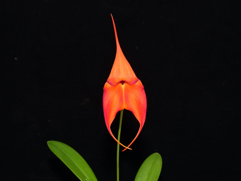 Masdevallia Anna Chai x Masdevallia veitchiana