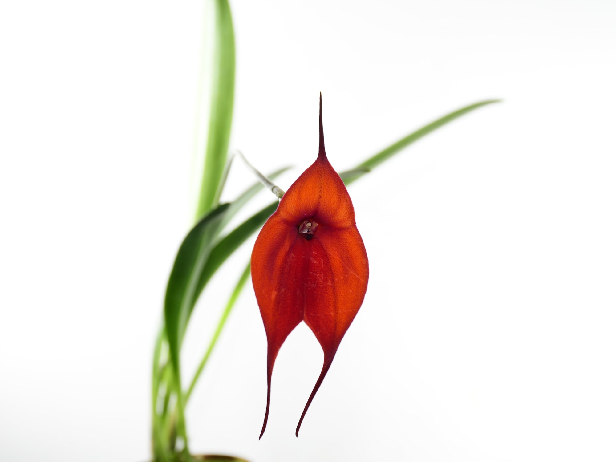 Masdevallia Annette Hall Marguerite