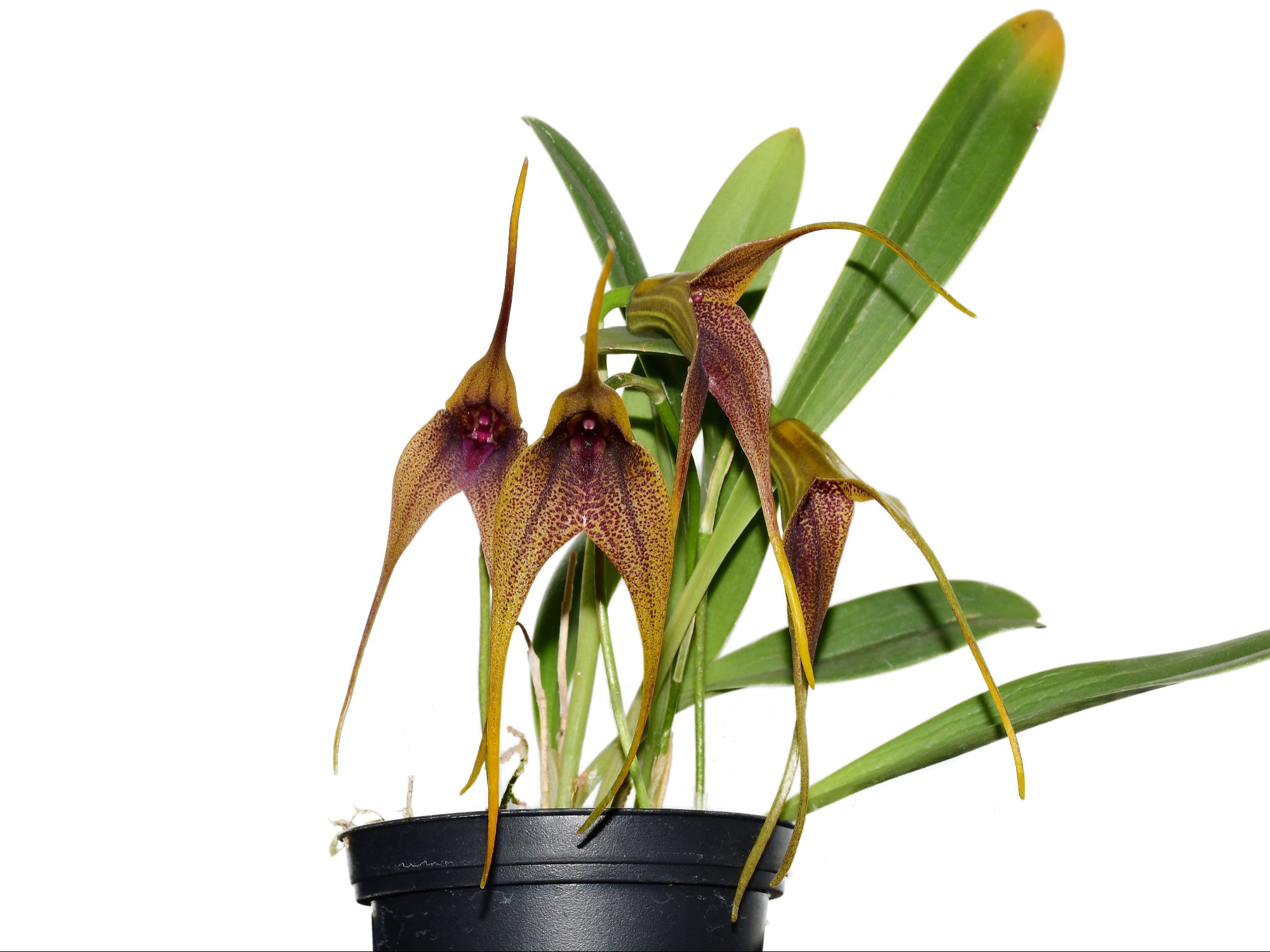 Masdevallia Anochecer