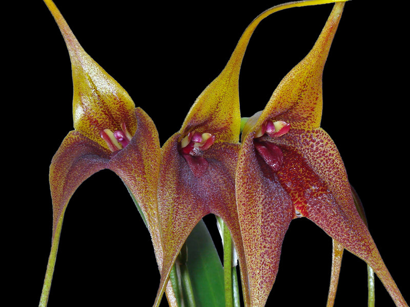 Masdevallia Anochecer