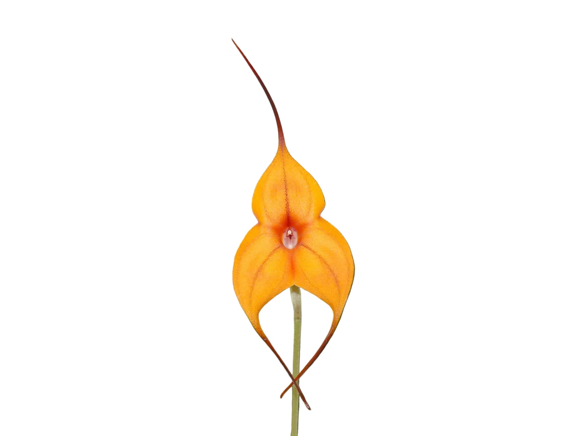Masdevallia Billion-Nims
