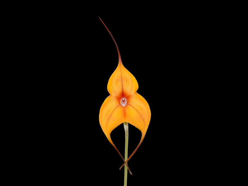Masdevallia Billion-Nims