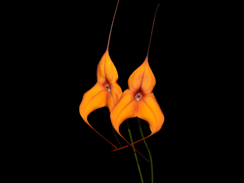 Masdevallia Billion-Nims