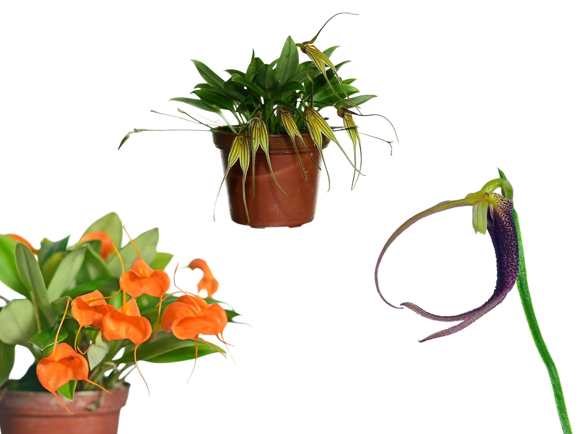 Masdevallia Bundle