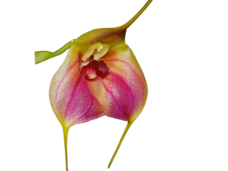 Masdevallia Celestial Stripes