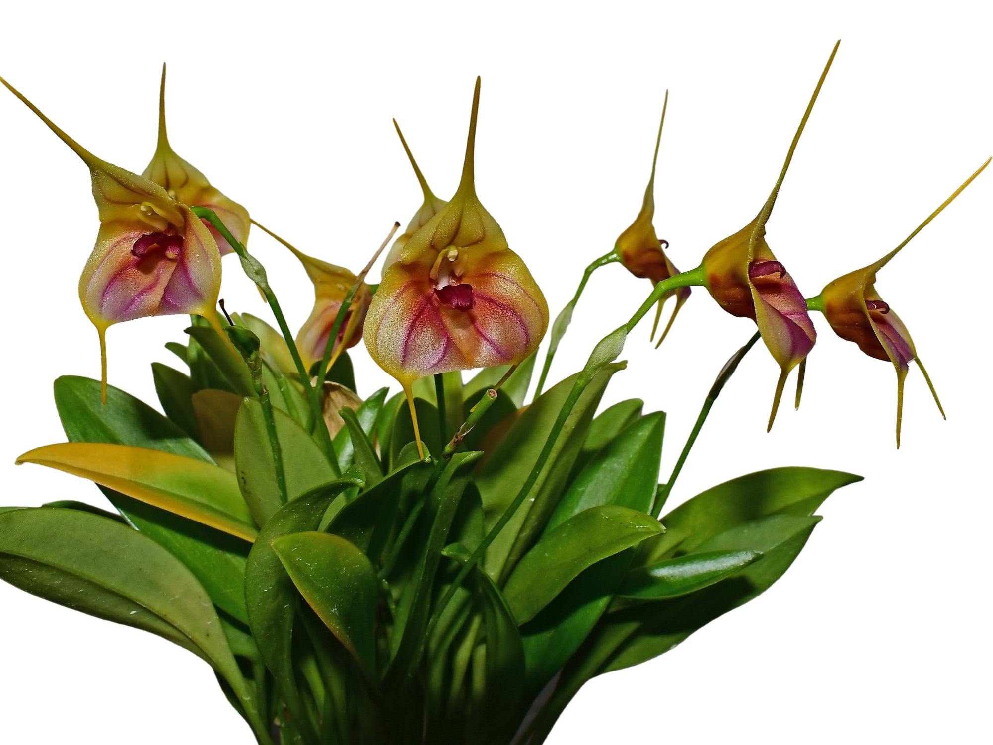 Masdevallia Celestial Stripes