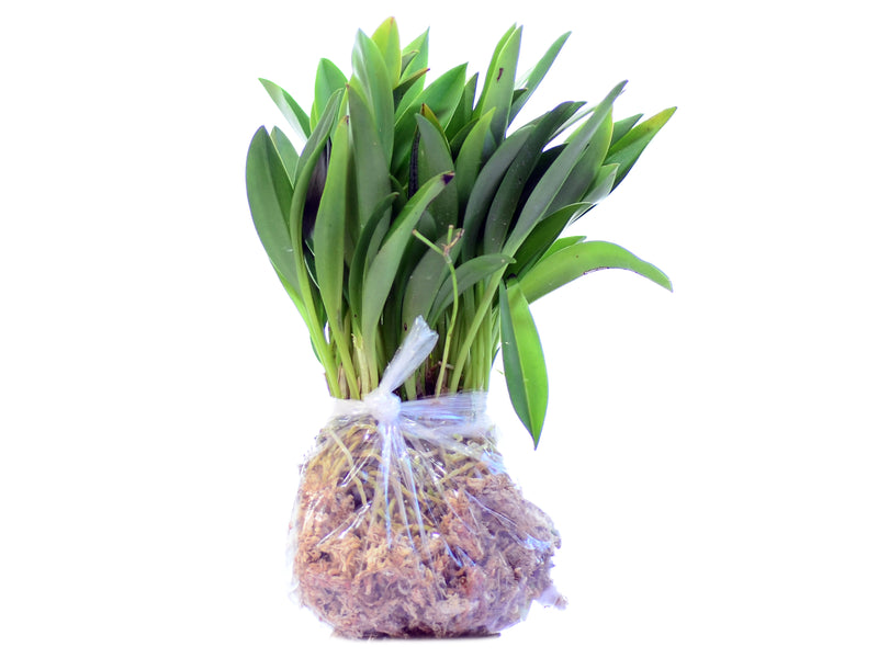 Masdevallia Celestial Stripes