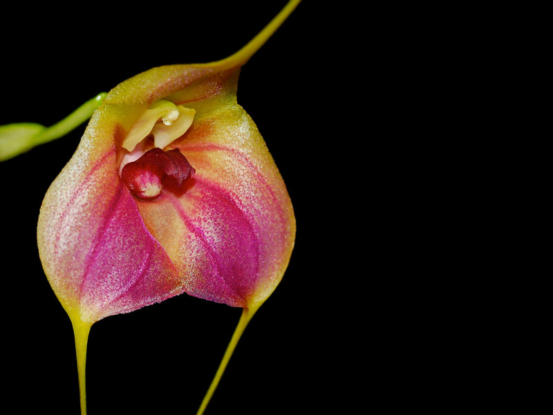 Masdevallia Celestial Stripes