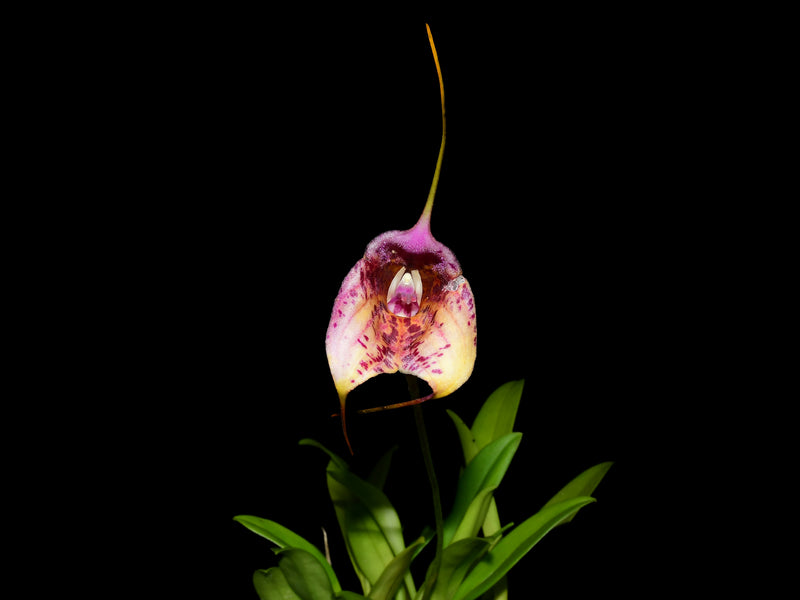 Masdevallia Chaparana Ecuagenera