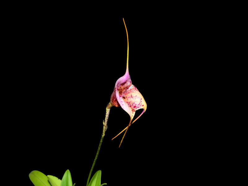 Masdevallia Chaparana Ecuagenera