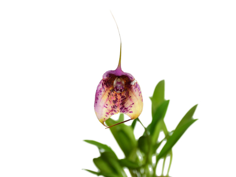 Masdevallia Chaparana Ecuagenera