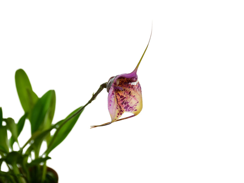 Masdevallia Chaparana Ecuagenera