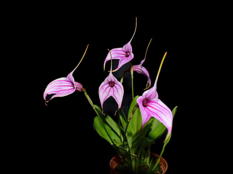 Masdevallia Charisma