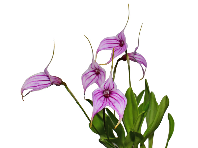 Masdevallia Charisma