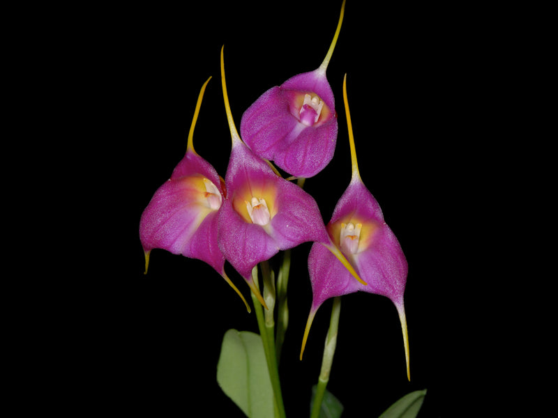 Masdevallia Cholita Cuencana 'Ecuagenera pink'