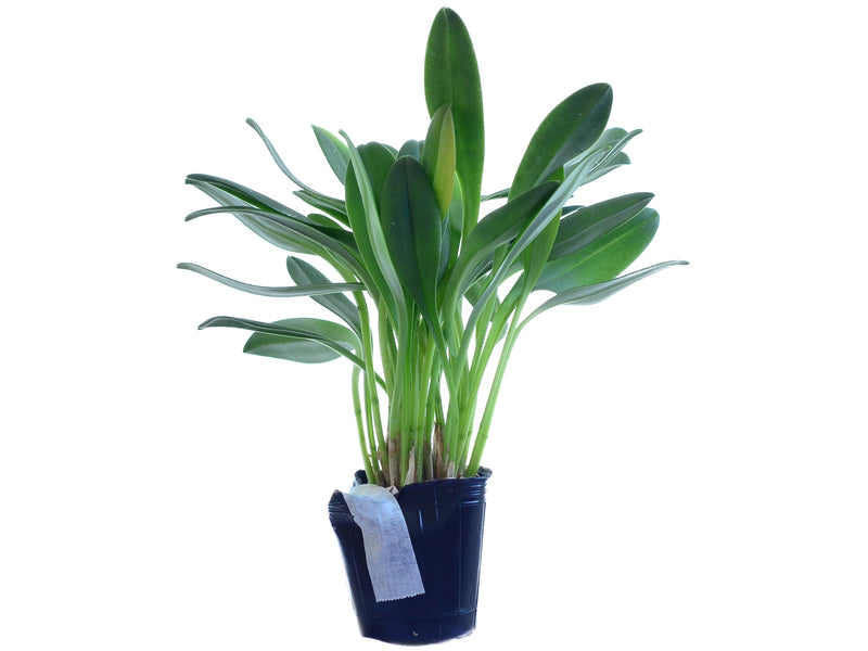 Masdevallia Cholita Cuencana