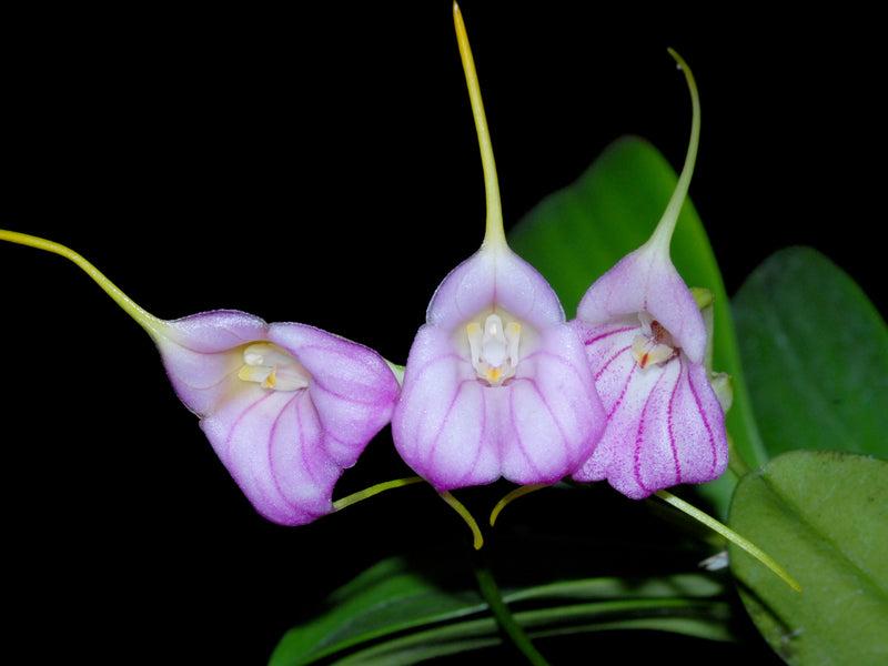 Masdevallia Cholita Cuencana
