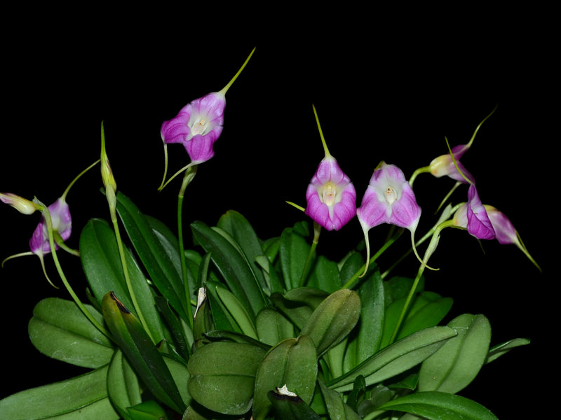 Masdevallia Cholita Cuencana