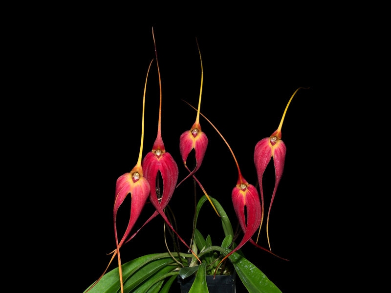 Masdevallia Cojitambo