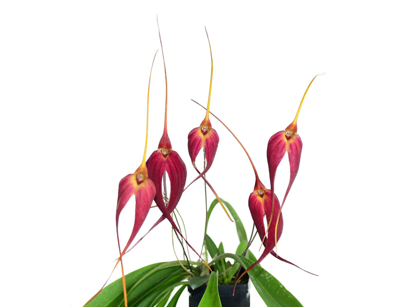 Masdevallia Cojitambo