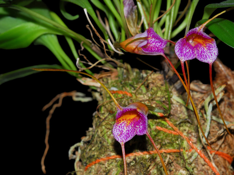 Masdevallia Confetti
