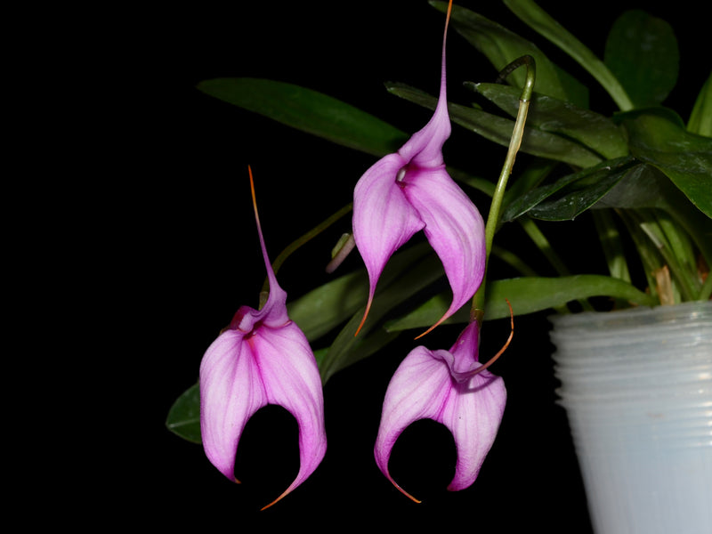 Masdevallia Connie Versagi