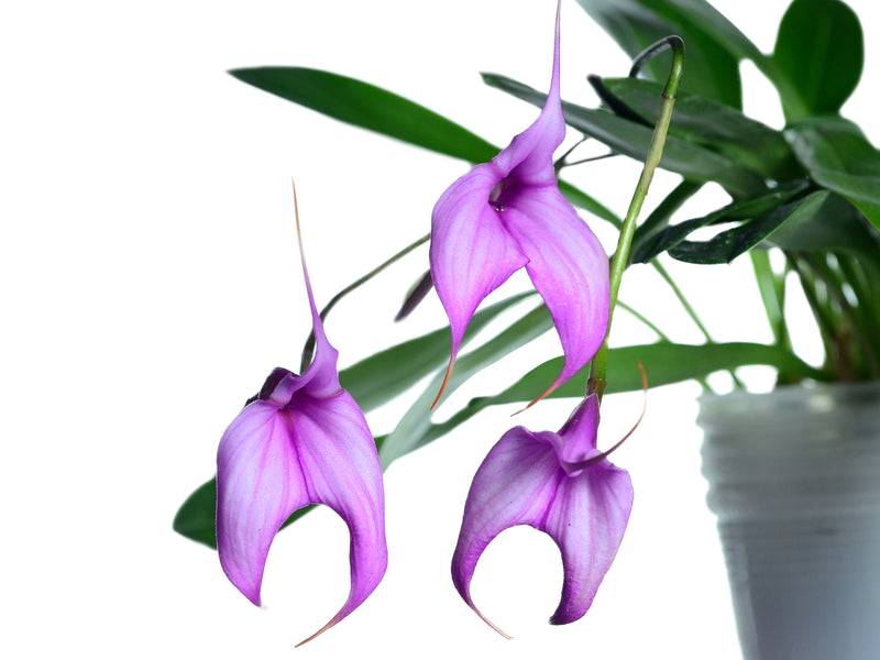 Masdevallia Connie Versagi