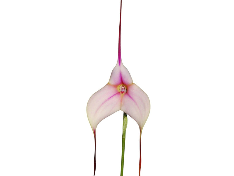 Masdevallia Copper Angel 'Ecuagenera'