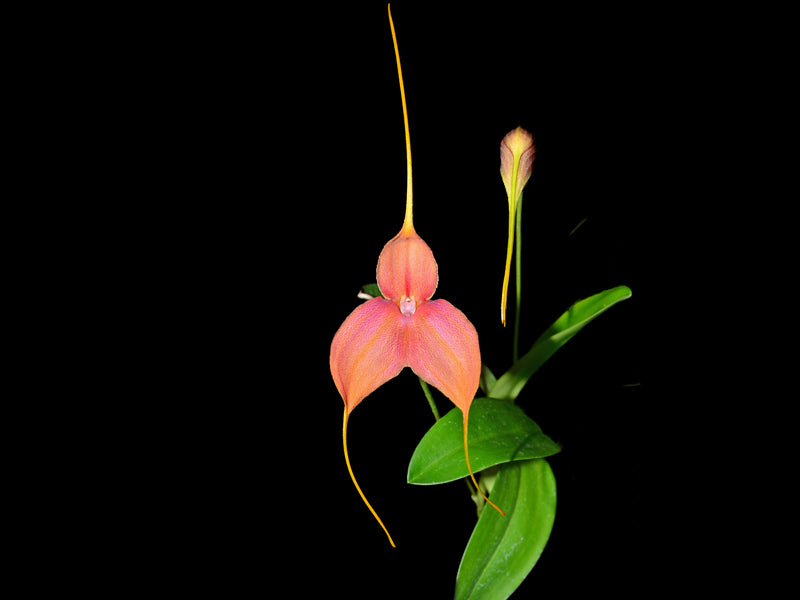 Masdevallia Copperwing 1 x Masd. antonii