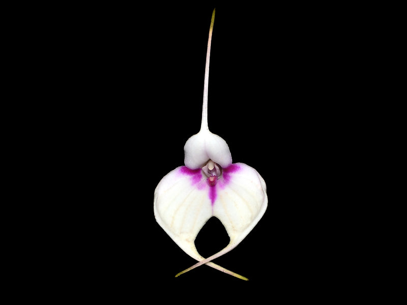 Masdevallia Crystal Follansbee
