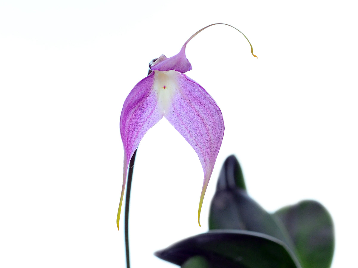 Masdevallia Crystal Follansbee Pink — Ecuagenera Orquídeas del Ecuador