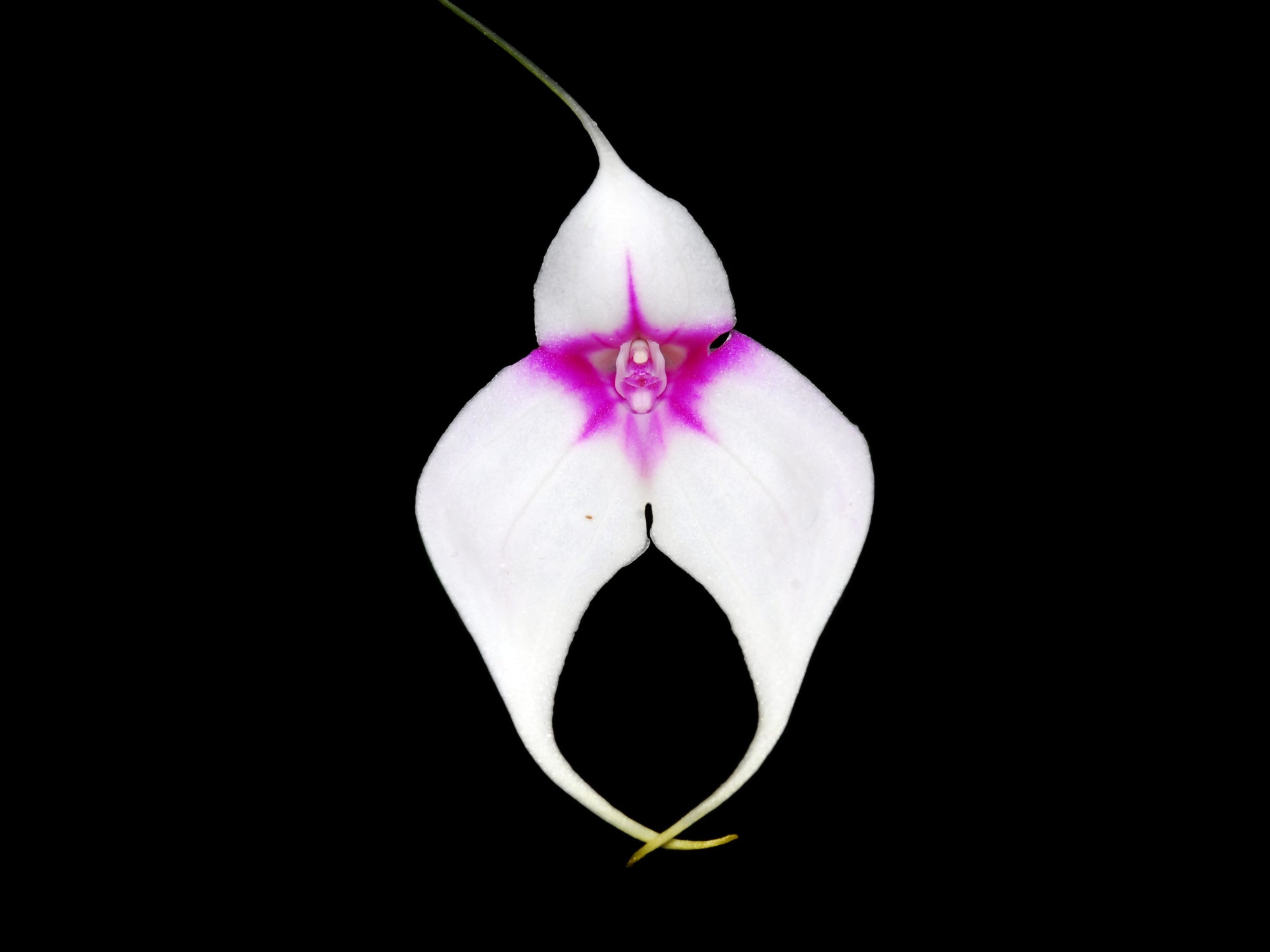 Masdevallia Crystal Follanade 残り僅か Masdevallia Crystal Follansbee — Ecuagenera Orquídeas del Ecuador